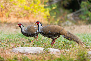 Fototapeta premium Pheasant birds.Beautiful pair of silver pheasant female in mature feathers walking on glasses at sunrise in highland forest, side view..