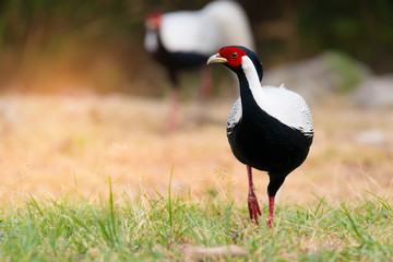 Pheasant bird ..Beautiful silver pheasant male in mature feathers walking  on glasses at sunrise in highland forest,front view...