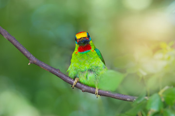 Green bird in puffy feathers.Beautiful bird red throated barbet male perching on branch looking at camera man..
