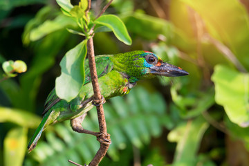 Green bird.Beautiful bird red throated barbet female perching on vertical branch ..