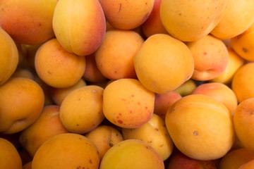 Lots of ripe orange apricots in summer