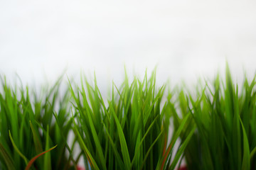 Decorative grass of home interior. Green wheat background.