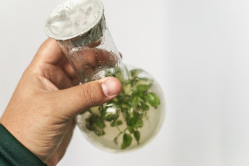 Researcher hand holds micro plant in test with tube. Micropropagation technology in vitro