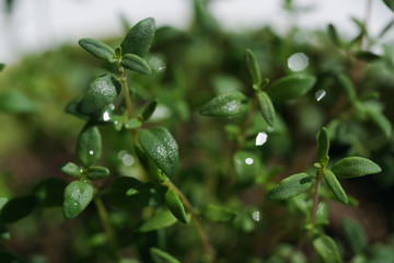 Thyme in a green pot on a wooden surface, top view