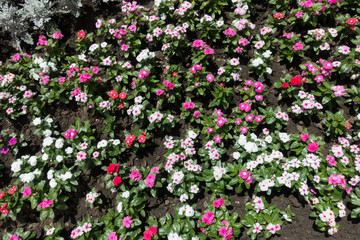 Top view of flowerbed with Catharanthus roseus