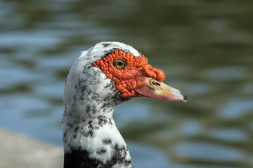  Profile of goose with red wrinkled face. Muscled Goose (Cairina moschata)