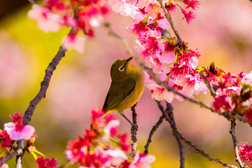 The Japanese White-eye.The background is cherry blossoms. Located in Tokyo Prefecture Japan.