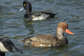 Cute duck in the lake