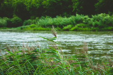 Calm river with forest on the other bank