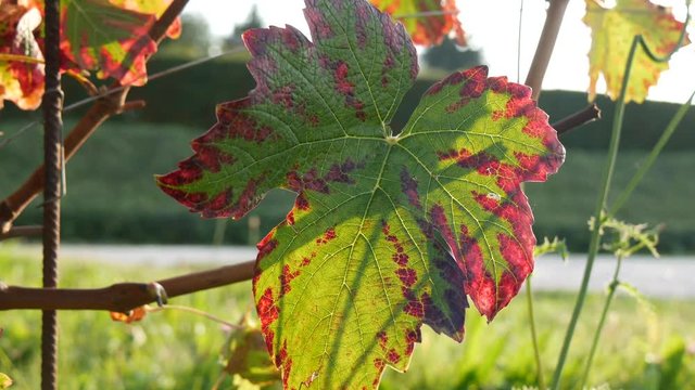 Pampini in autunno nelle Langhe del Piemonte