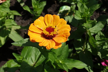 Amber yellow flower head of Zinnia elegans