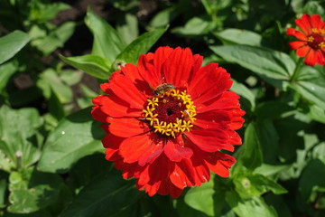 Bee pollinating scarlet red flower of zinnia