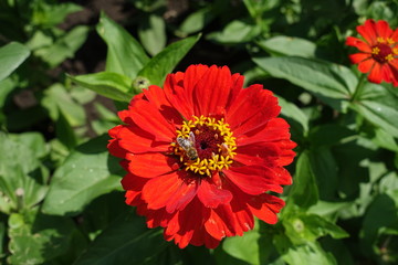 Insect pollinating red flower of Zinnia elegans