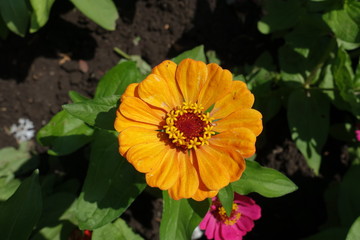 Yellow flower head of common zinnia from above