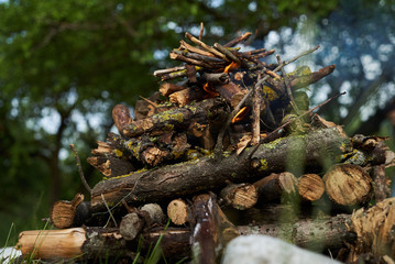 Close-up of campfire in spring forest