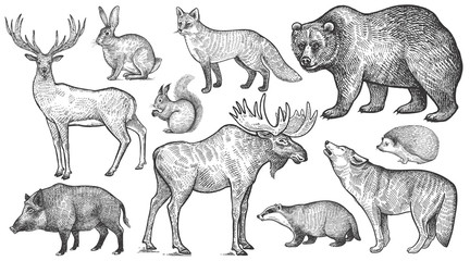 Duży zestaw zwierząt leśnych. - 179973022