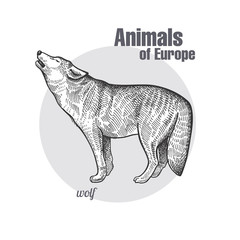 Fototapeta premium Vintage grawerowanie zwierzęcego wilka.