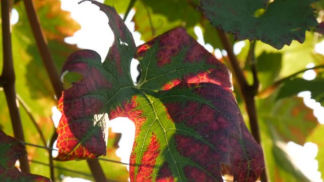 Pampini in autunno nelle Langhe del Piemonte