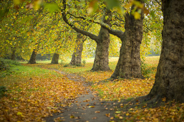 Footpath through beautiful still autumn colours 