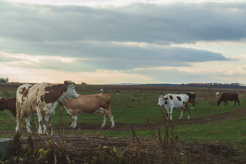 Cows grazing on autumn pasture at sunset. Toned photo. Agricultural concept