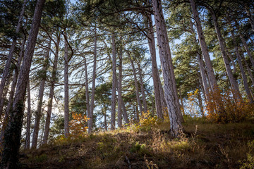 Obraz premium autumn