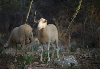 Sheep Flock in Mediterranean Turkey. A large ewe at dusk.