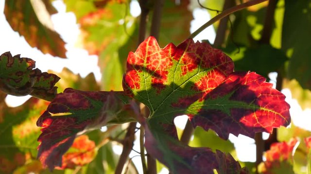 Pampini in autunno nelle Langhe del Piemonte