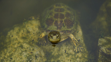 Water green turtle in a pond, Freshwater turtles