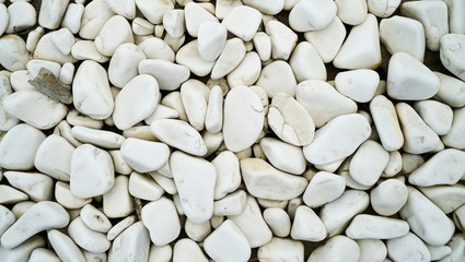 White sea stones. Pebble stone natural abstract background