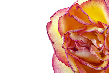 Fototapeta na wymiar macro de flor rosa