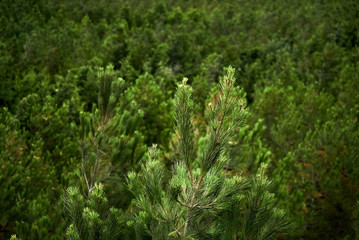 Top view of the top of a spruce tree with blurred coniferous forest  background