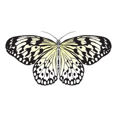 Butterfly Idea Leuconoe. Sketch of Butterfly. Butterfly isolated on white background. Butterfly Design for coloring book.