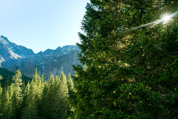 Natural ray of the sun  into forest