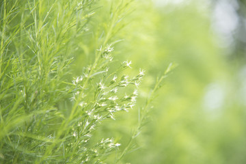 Closeup nature view of grass on blurred background
