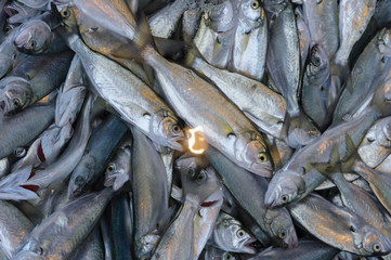 Frische Fische auf dem Markt