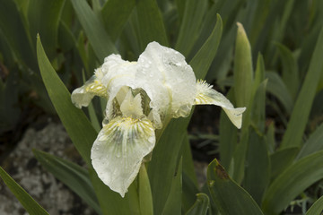Iris 'Greenspot'