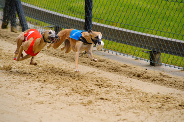 Windhunde beim Rennen