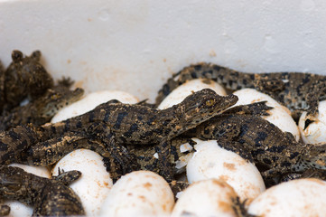 Geschlüpfte Krokodiljunge
