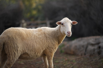 Sheep Flock in Mediterranean Turkey. A large ewe at dusk.