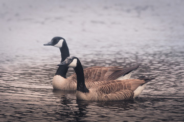 Fototapeta premium Pair of Canadian geese swimming in mist