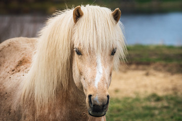 Palomino colored Icelandic horse