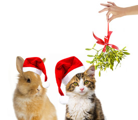 Obraz premium cute little long haired maine cat and rabbit with santa cap