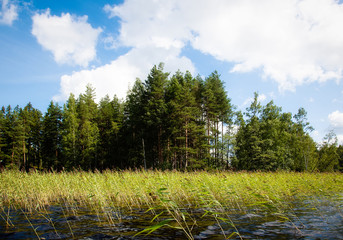 The shore of the lake on a Sunny summer day