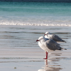 Gabbiano Seagull Australia
