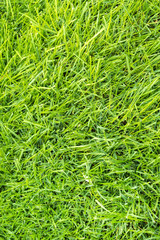 Fresh green grass on the lawn