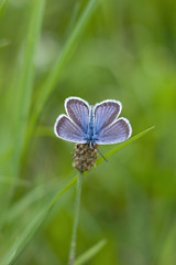 Beautiful butterfly on a meadow