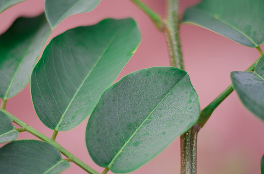 Pterocarpus macrocarpus green leaf close up