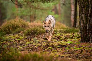 The gray wolf or grey wolf (Canis lupus) standing on a rock