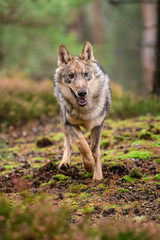 The gray wolf or grey wolf (Canis lupus) standing on a rock
