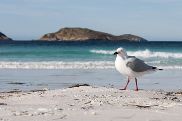 Gabbiano Seagull Australia